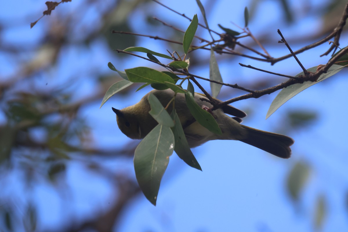 White-plumed Honeyeater - GEOFFREY SHINKFIELD