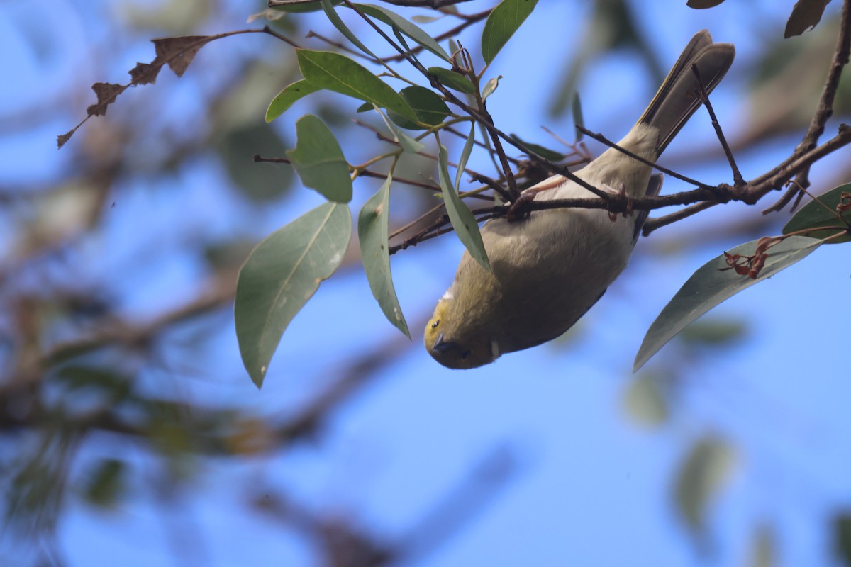 White-plumed Honeyeater - GEOFFREY SHINKFIELD