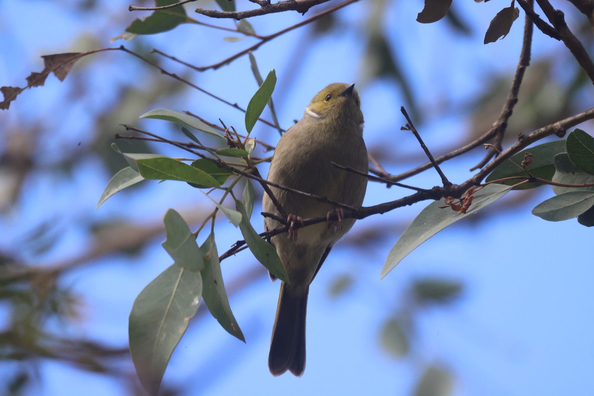 White-plumed Honeyeater - GEOFFREY SHINKFIELD