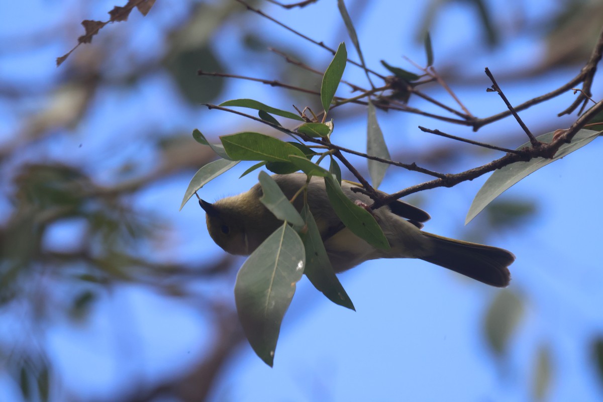 White-plumed Honeyeater - GEOFFREY SHINKFIELD