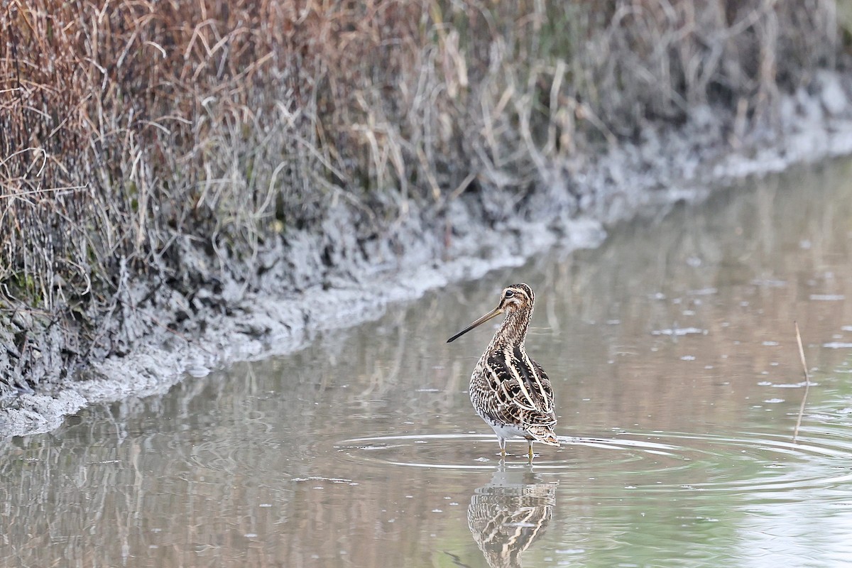 Common Snipe - ML618199243