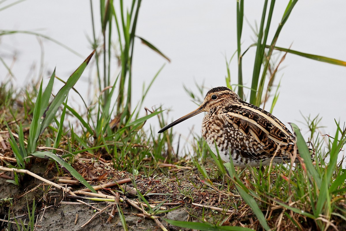 Common Snipe - Chih-Wei(David) Lin