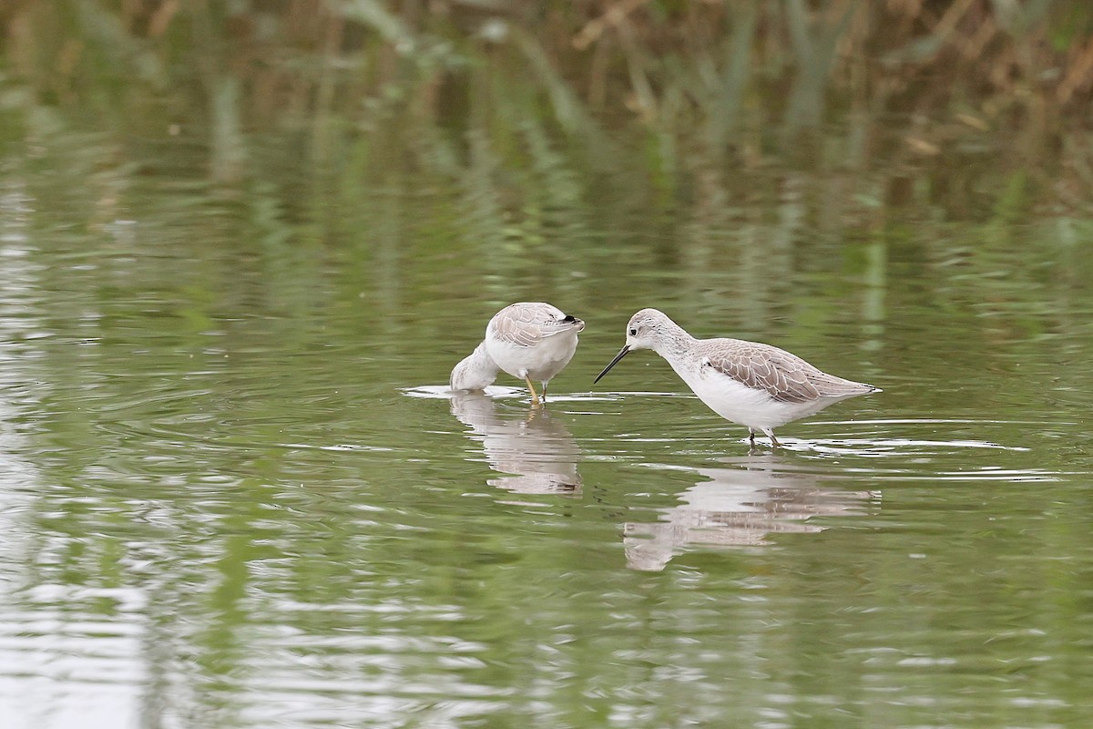 Teichwasserläufer - ML618199245