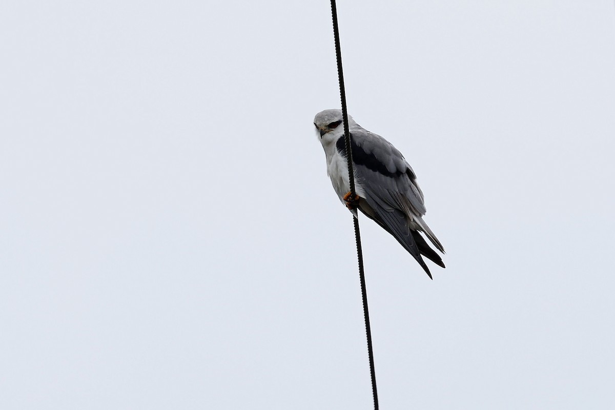 Black-winged Kite - ML618199249