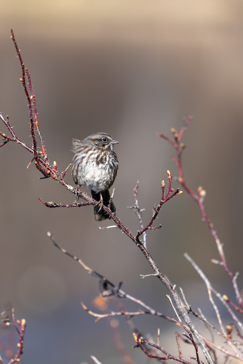 Song Sparrow - Justin Saunders