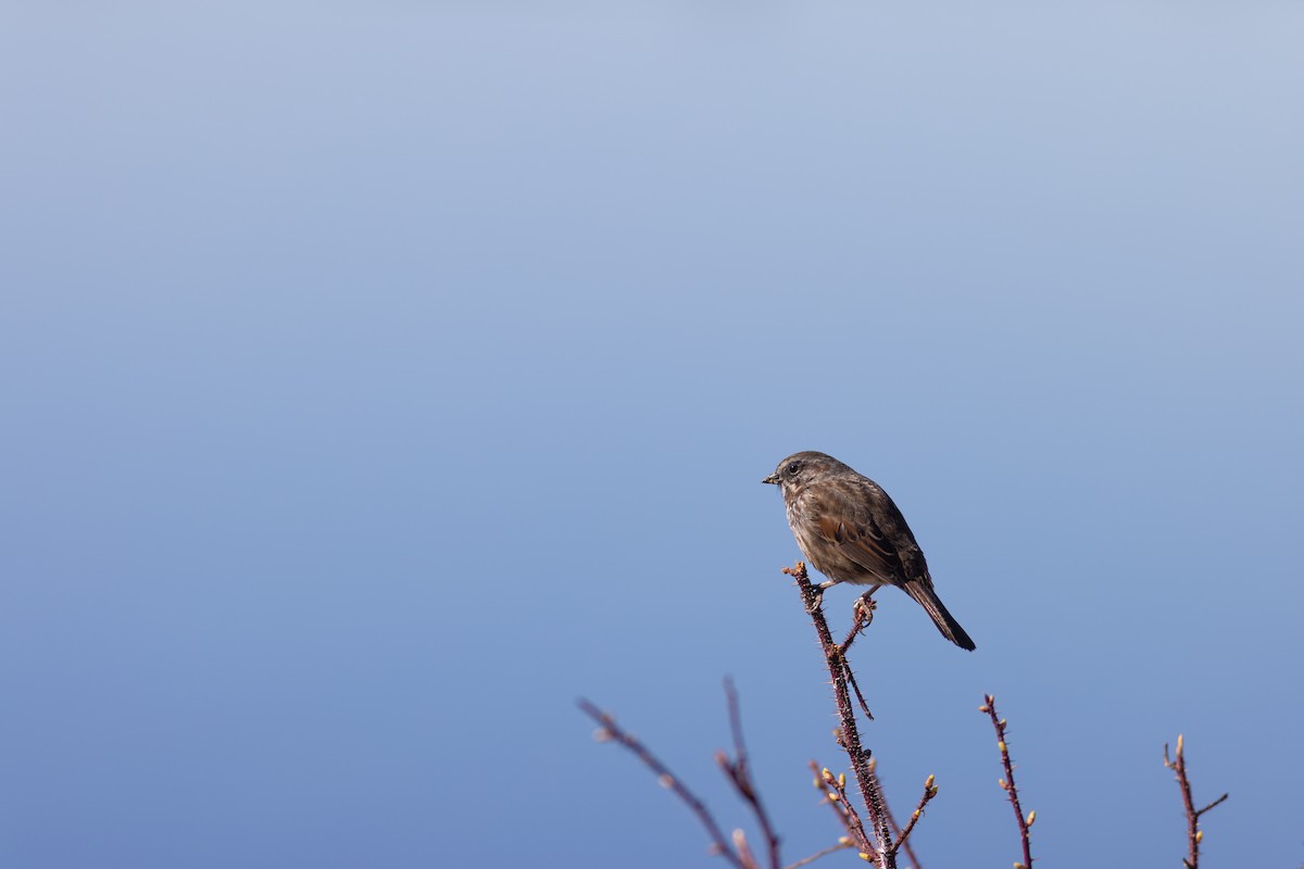 Song Sparrow - Justin Saunders