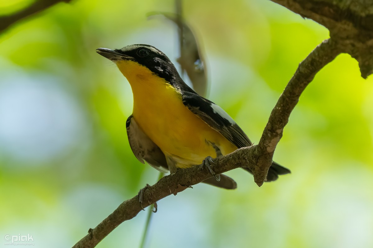 Yellow-rumped Flycatcher - ML618199271