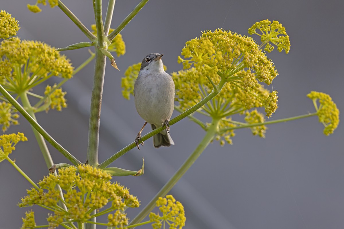 Greater Whitethroat - Marco Valentini