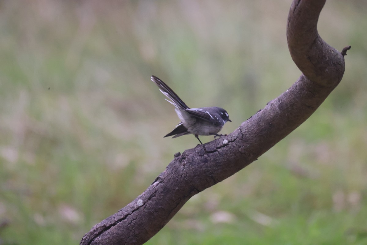 Gray Fantail - GEOFFREY SHINKFIELD