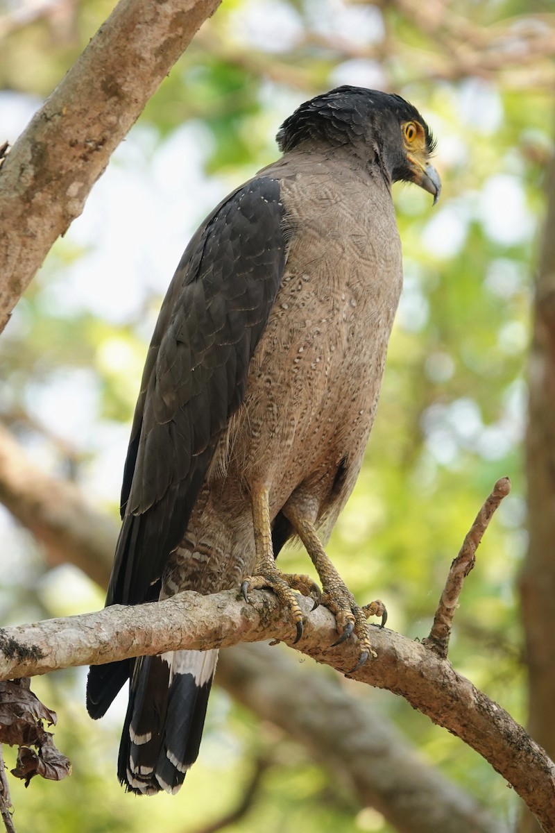 Crested Serpent-Eagle - Brecht Caers
