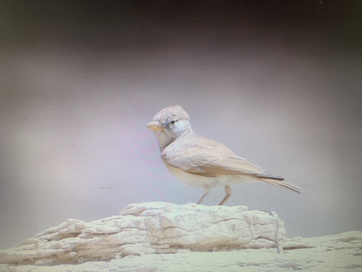 Desert Lark - Mahmoud Elshamy