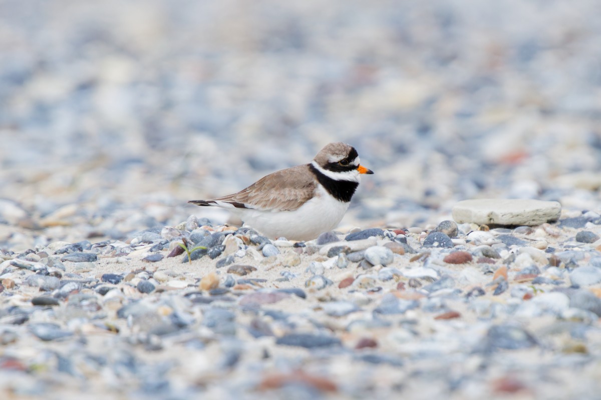 Common Ringed Plover - ML618199351