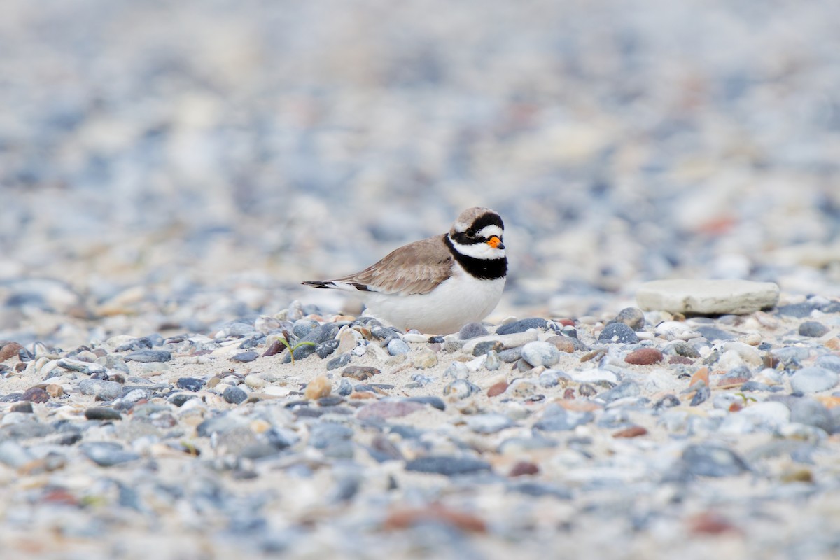 Common Ringed Plover - ML618199352
