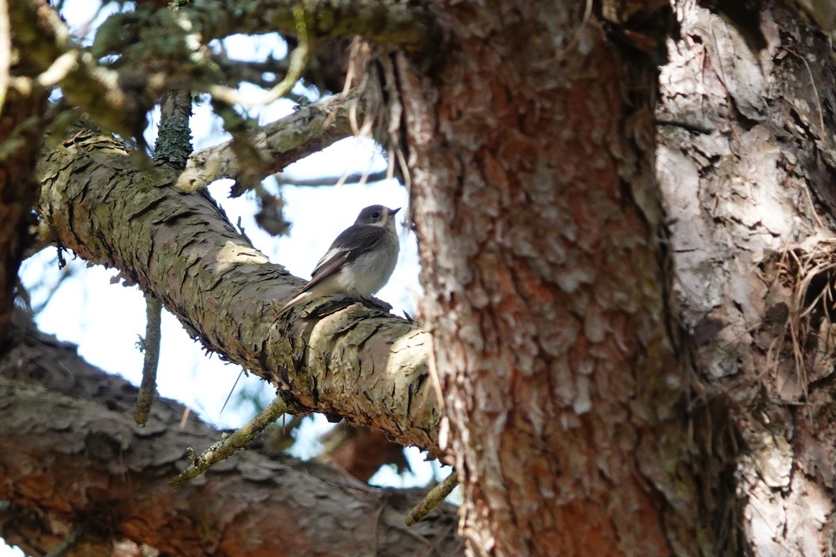 European Pied Flycatcher - Laura Rollán