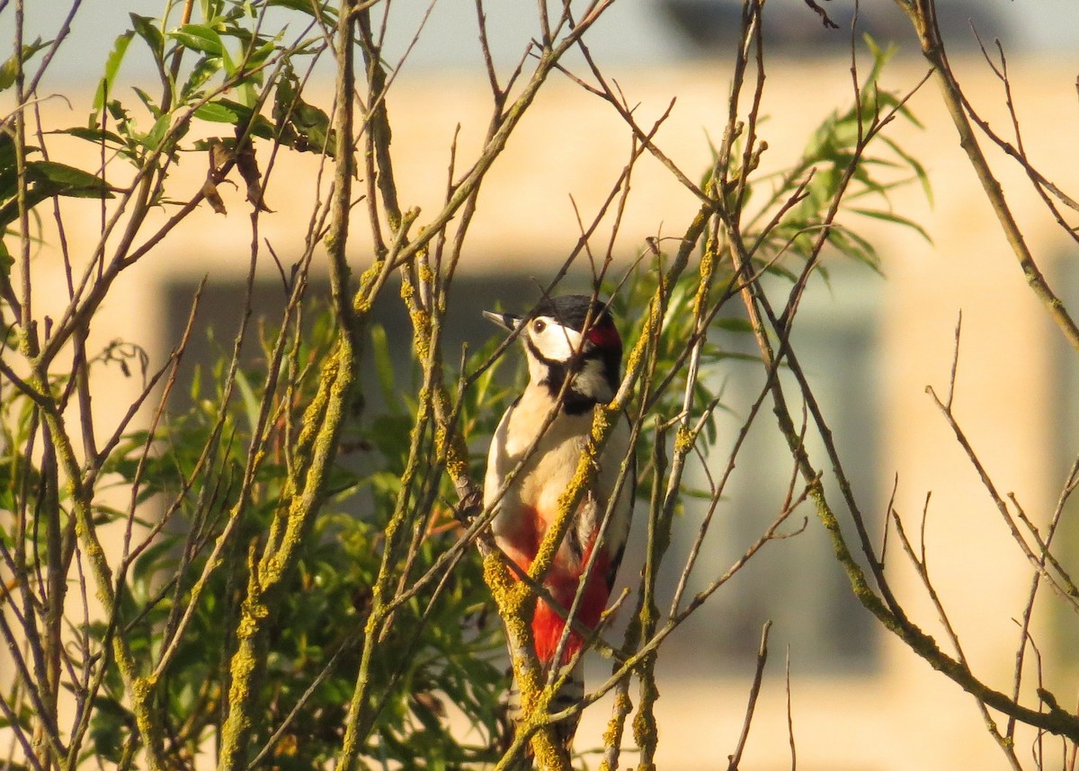 Great Spotted Woodpecker - Uma Maheswari