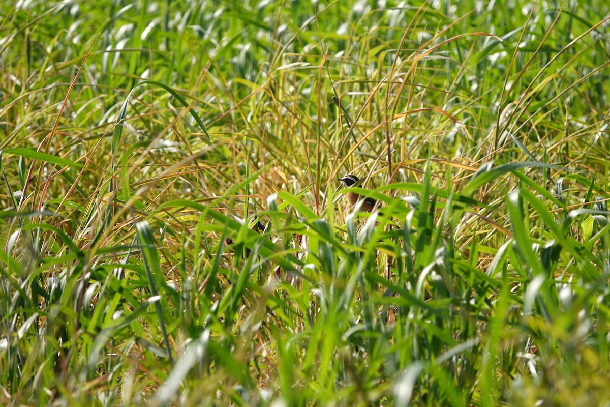 Whinchat - Laura Rollán