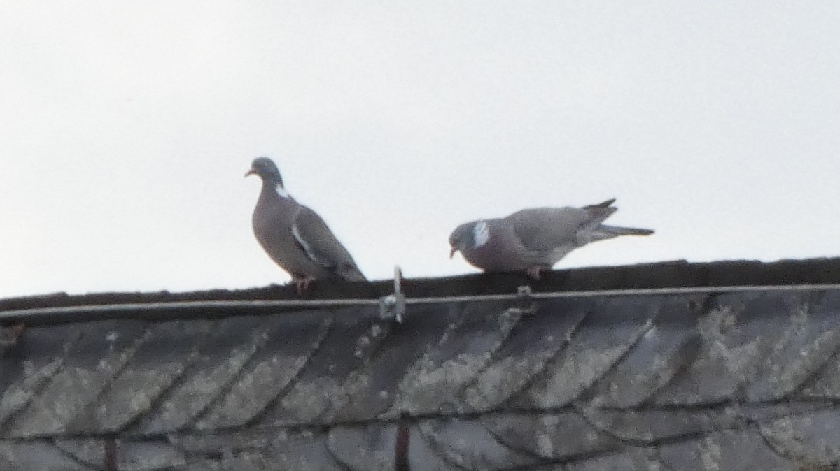 Common Wood-Pigeon - Ben Davis