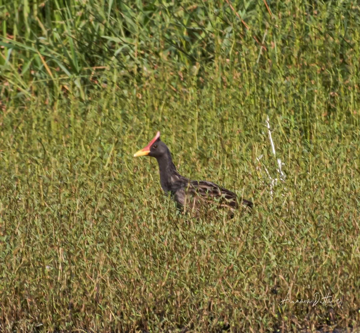 Watercock - Arunava Dutta