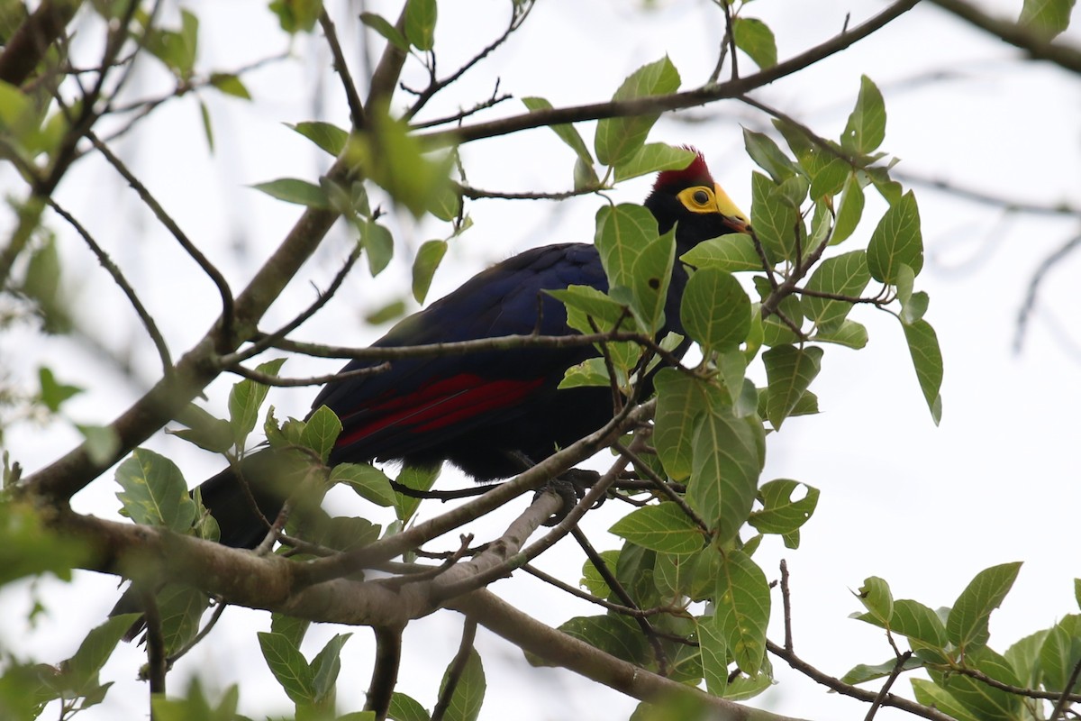 Ross's Turaco - Fikret Ataşalan