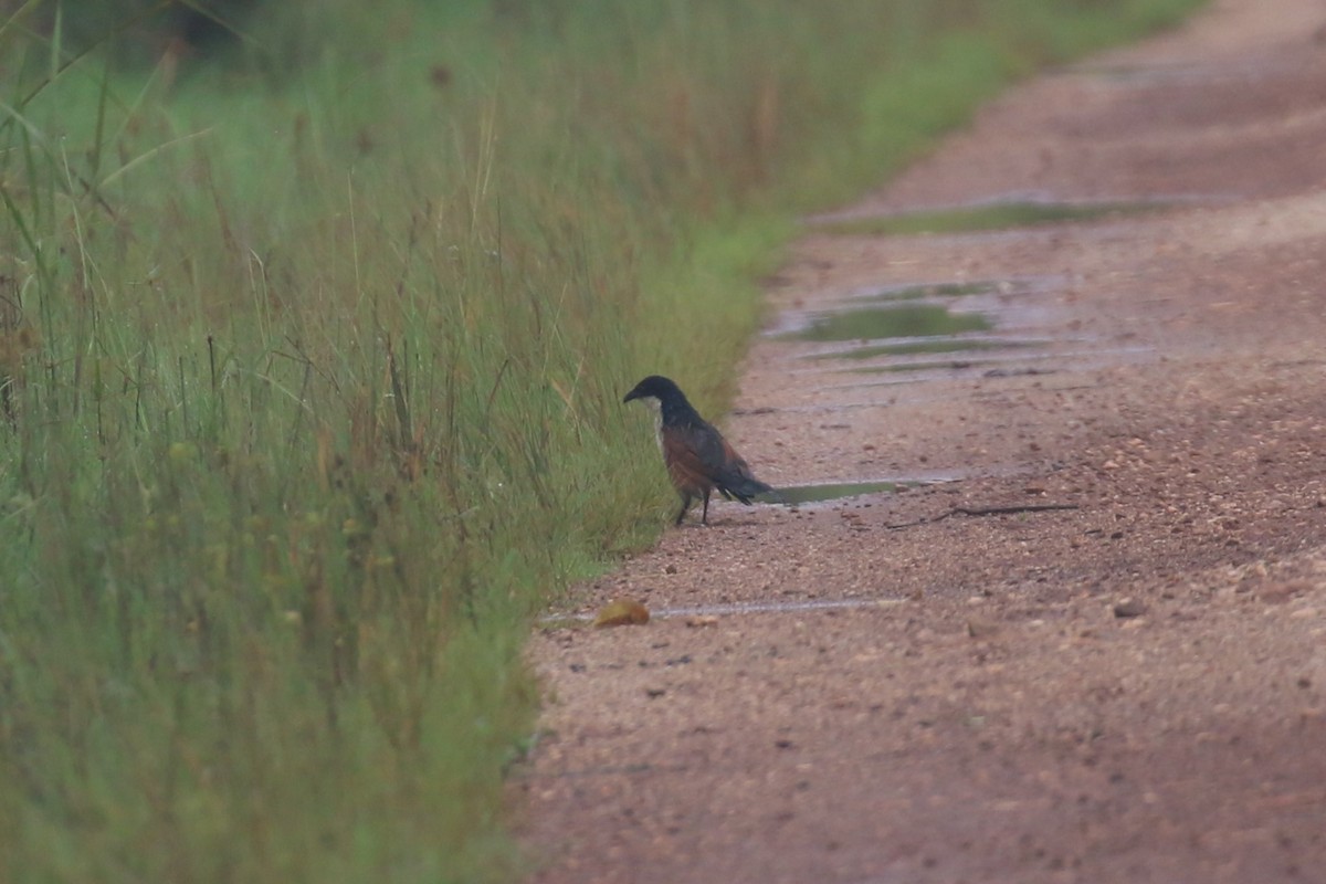 Blue-headed Coucal - ML618199499