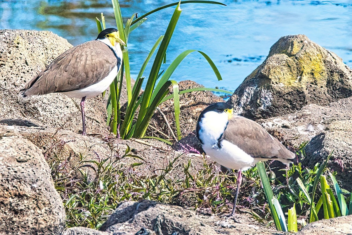 Masked Lapwing (Black-shouldered) - Alfons  Lawen