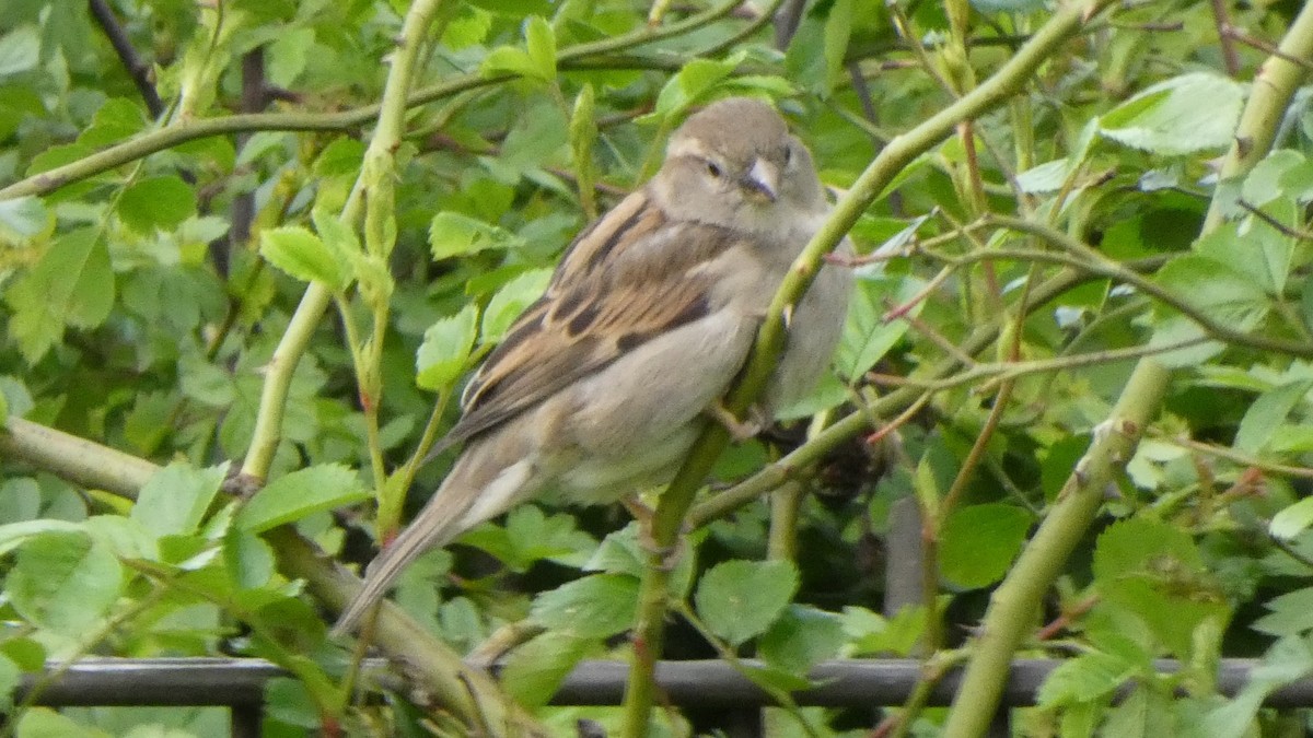 House Sparrow - Ben Davis