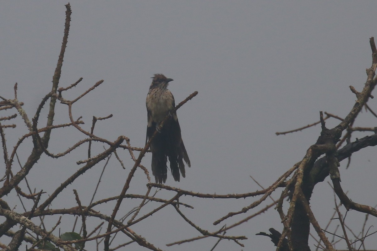 Levaillant's Cuckoo - Fikret Ataşalan