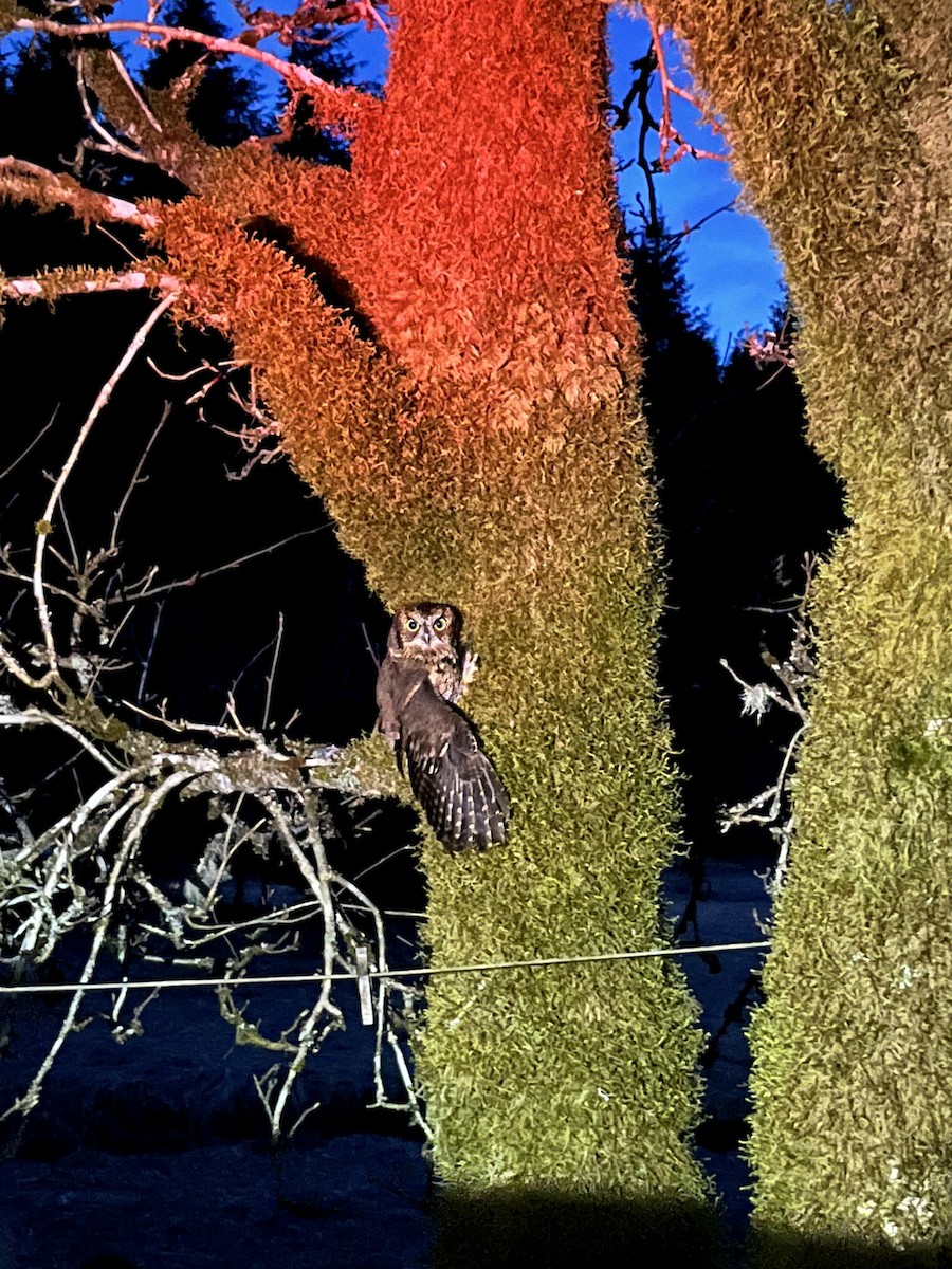 Western Screech-Owl - ML618199544