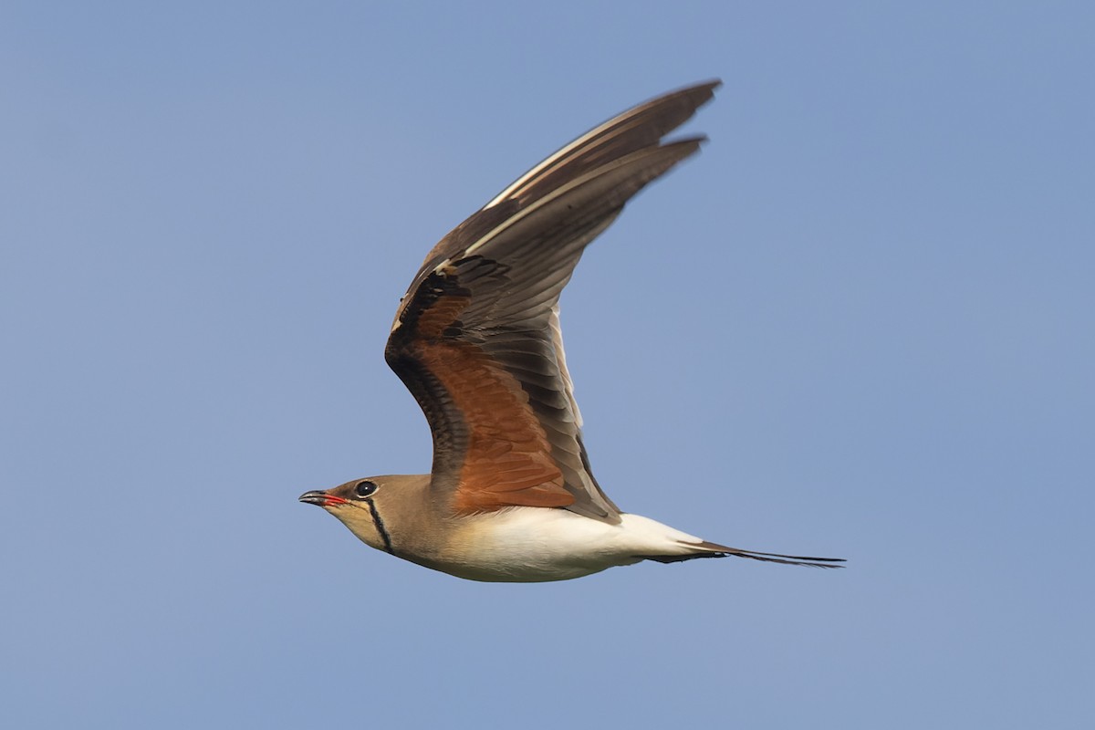 Collared Pratincole - Volker Hesse