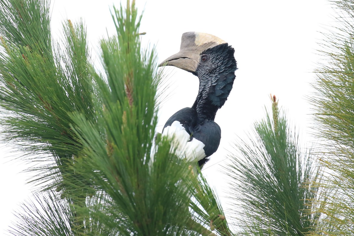 Black-and-white-casqued Hornbill - ML618199557