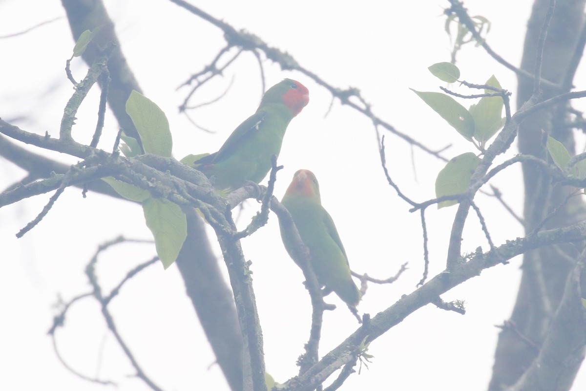 Red-headed Lovebird - ML618199589