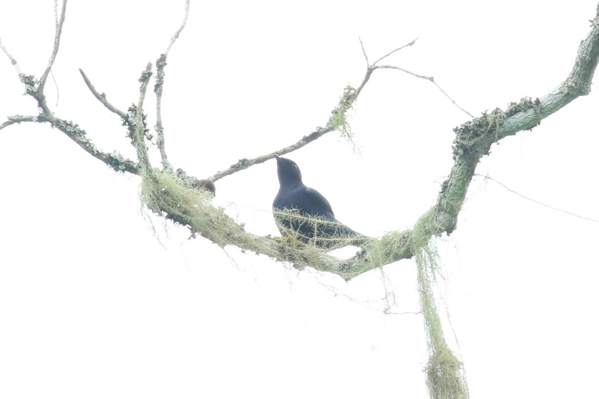 Purple-throated Cuckooshrike - ML618199593