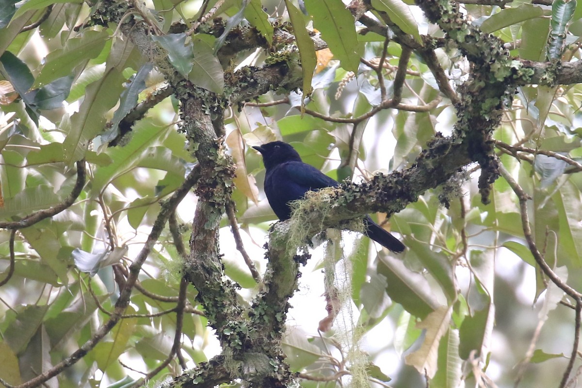 Purple-throated Cuckooshrike - ML618199594