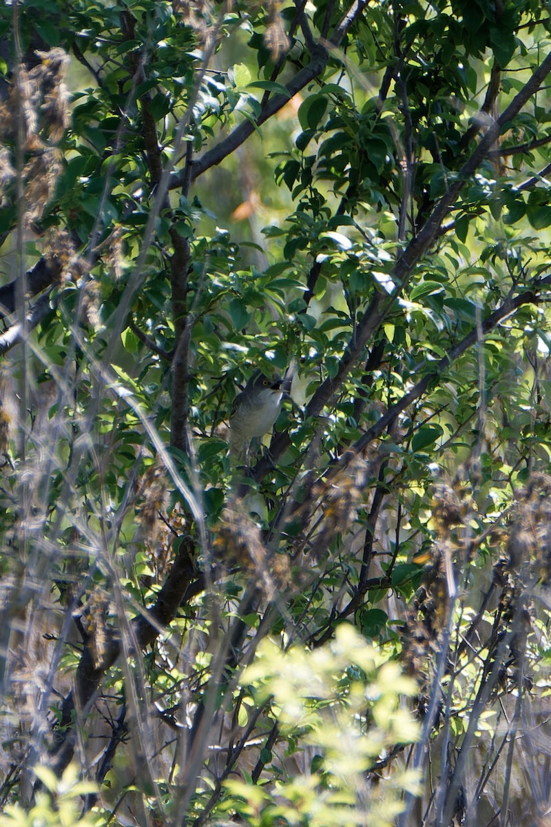 Barred Warbler - ML618199601