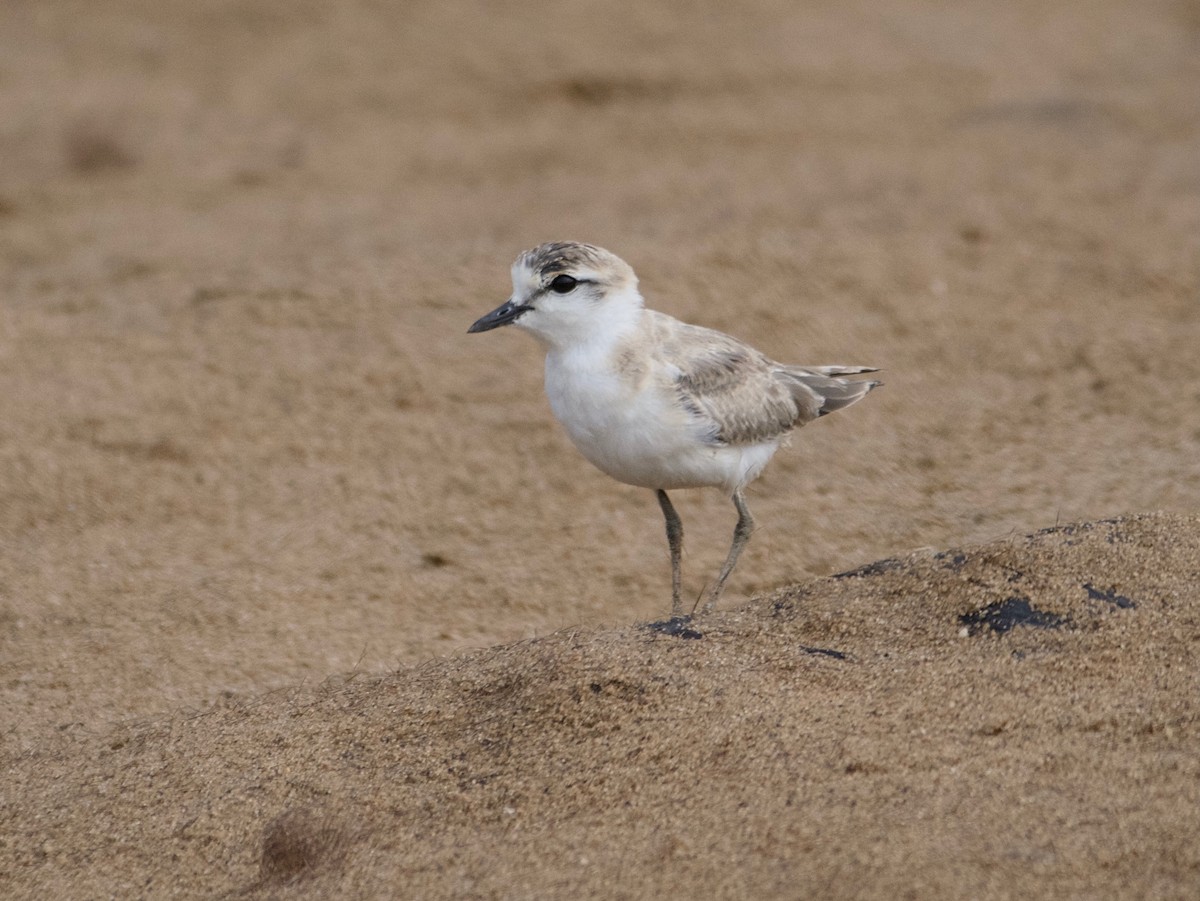 White-fronted Plover - Brigitte Tombers