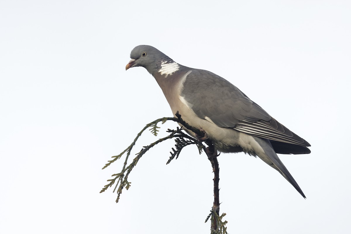 Common Wood-Pigeon (White-necked) - Daniel Branch