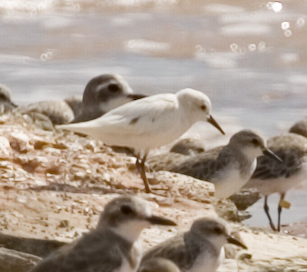Red-necked/Little Stint - Chris Hassell