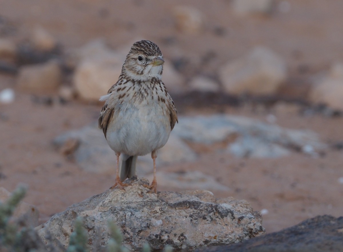 Mediterranean Short-toed Lark - Stephan Lorenz