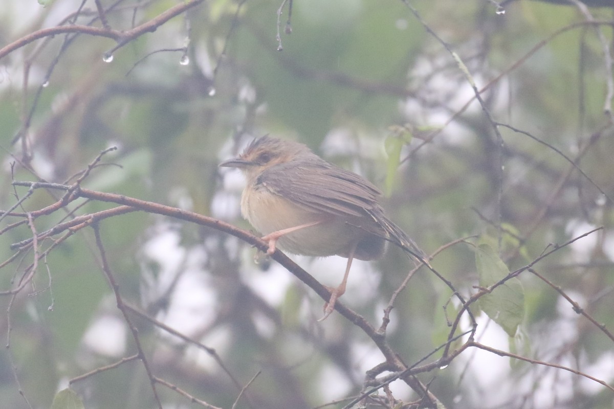 Red-faced Cisticola - ML618199639