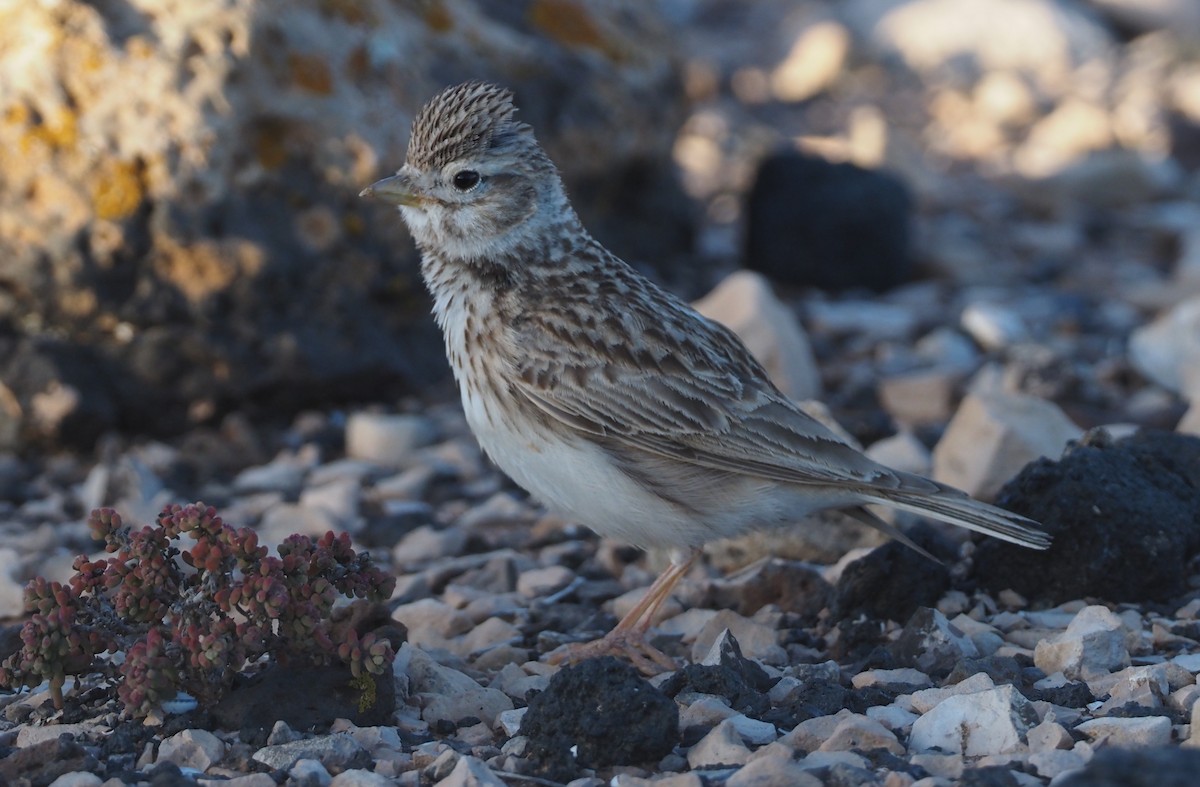 Mediterranean Short-toed Lark - Stephan Lorenz