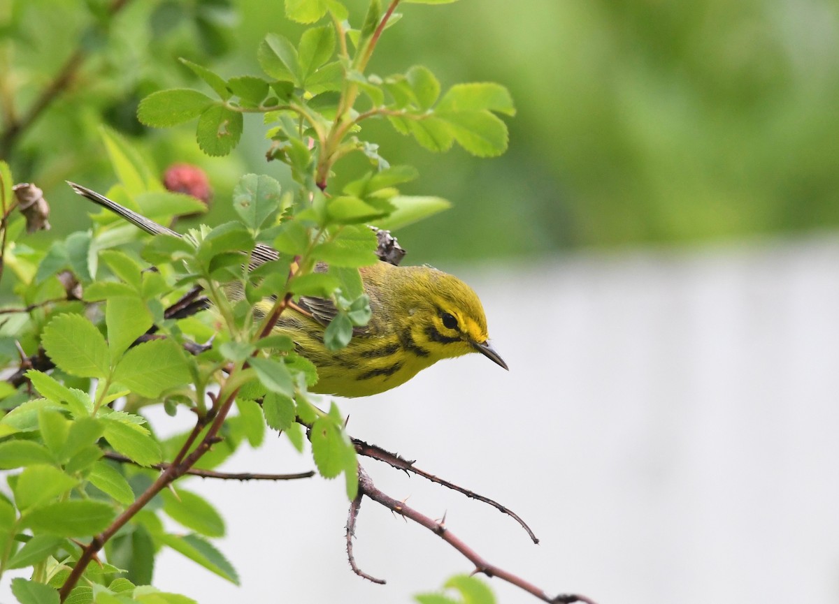 Prairie Warbler - ML618199688