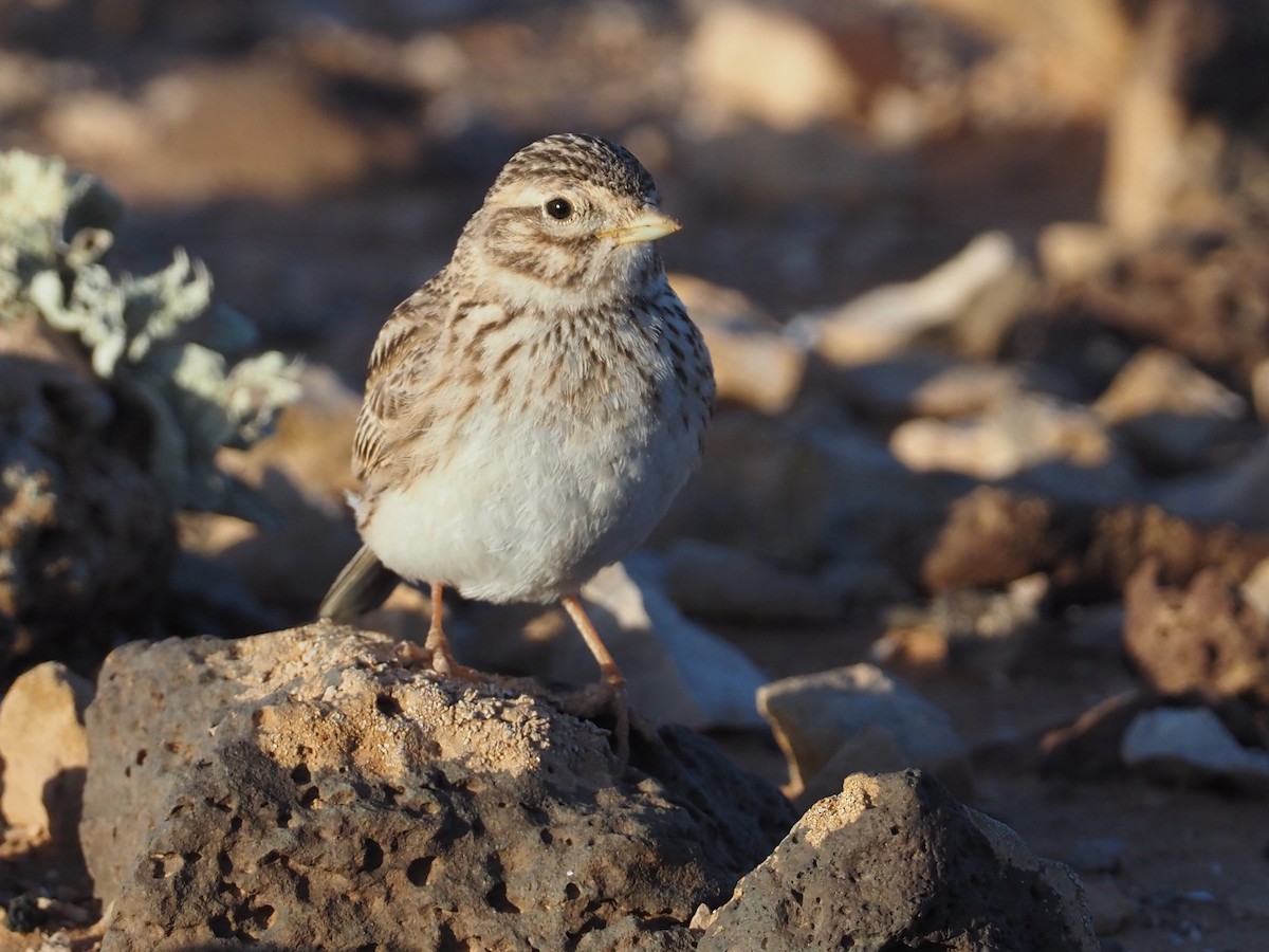 Mediterranean Short-toed Lark - Stephan Lorenz