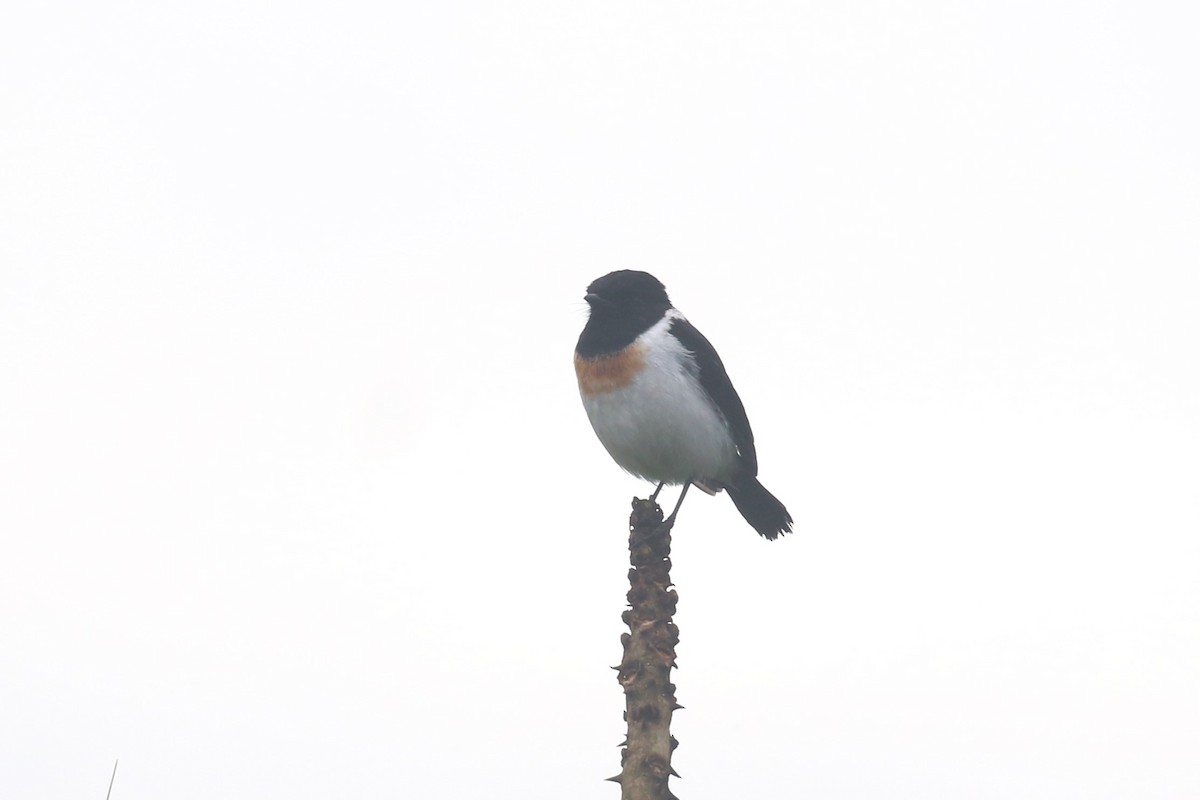 African Stonechat - Fikret Ataşalan