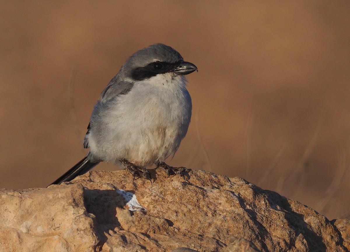 Great Gray Shrike (Sahara) - Stephan Lorenz