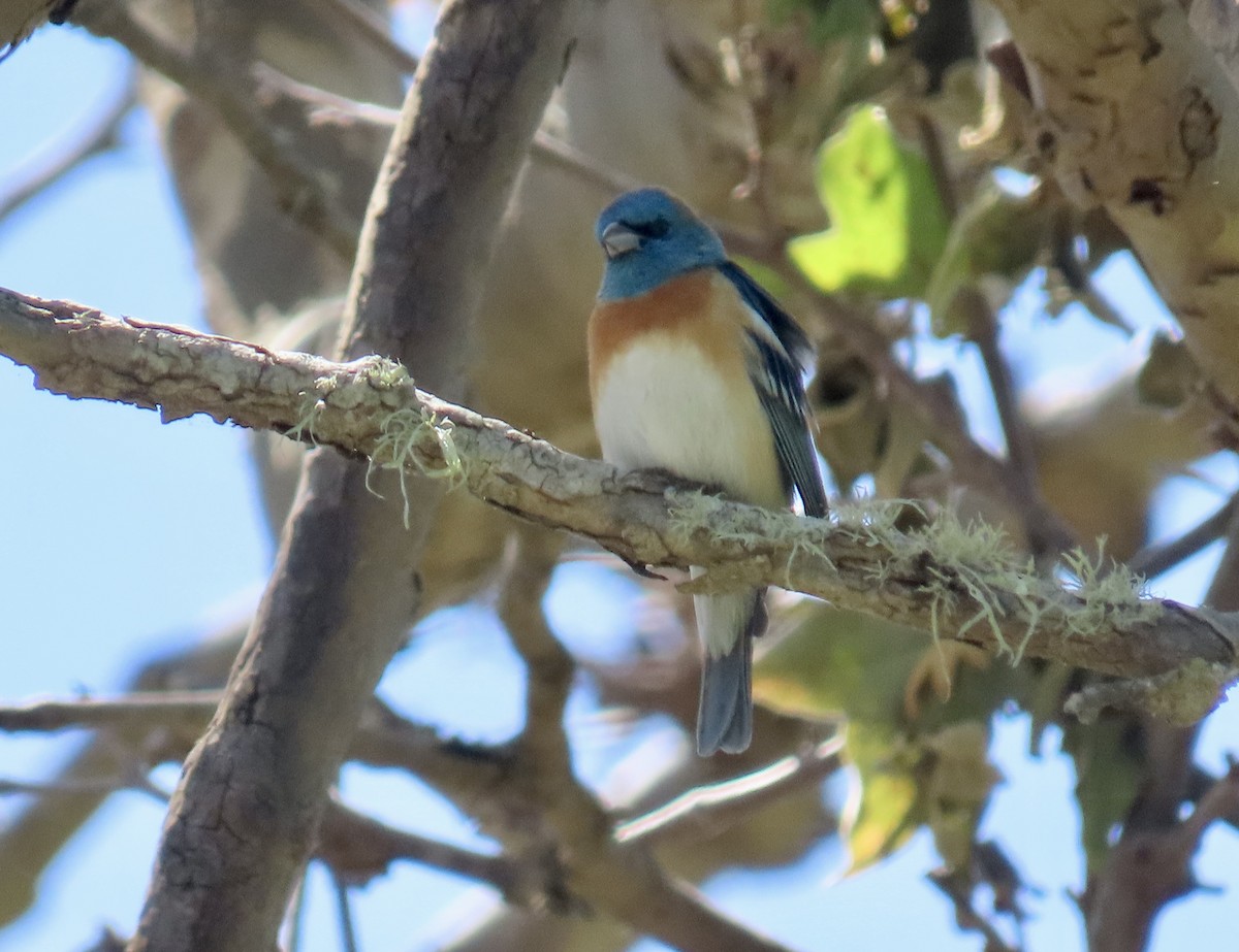 Lazuli Bunting - Petra Clayton