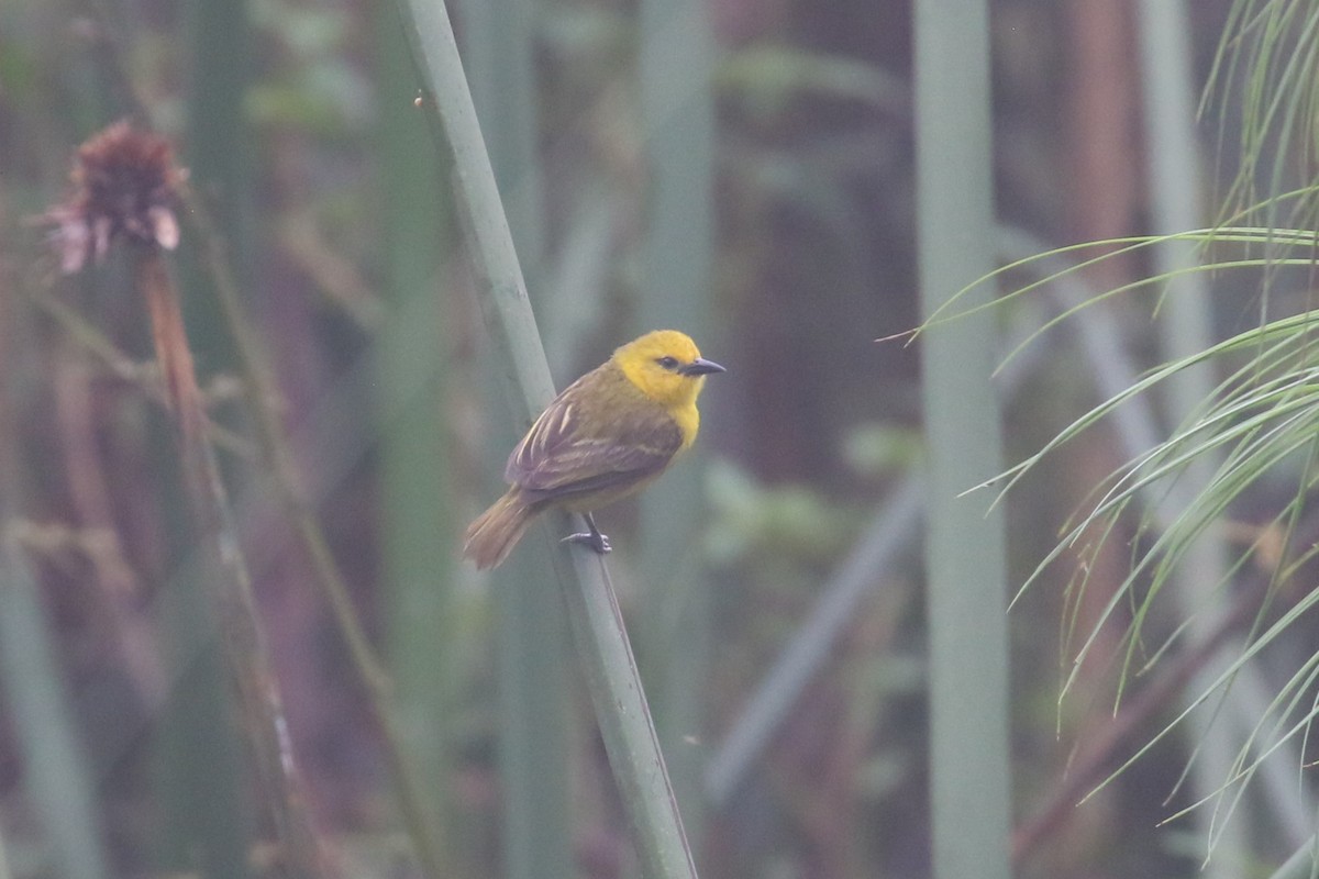 Slender-billed Weaver - Fikret Ataşalan