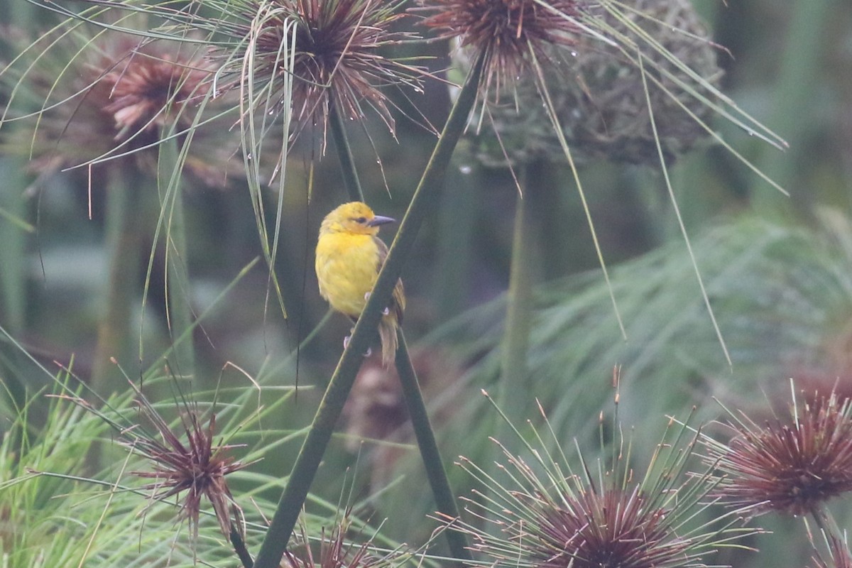 Slender-billed Weaver - ML618199752