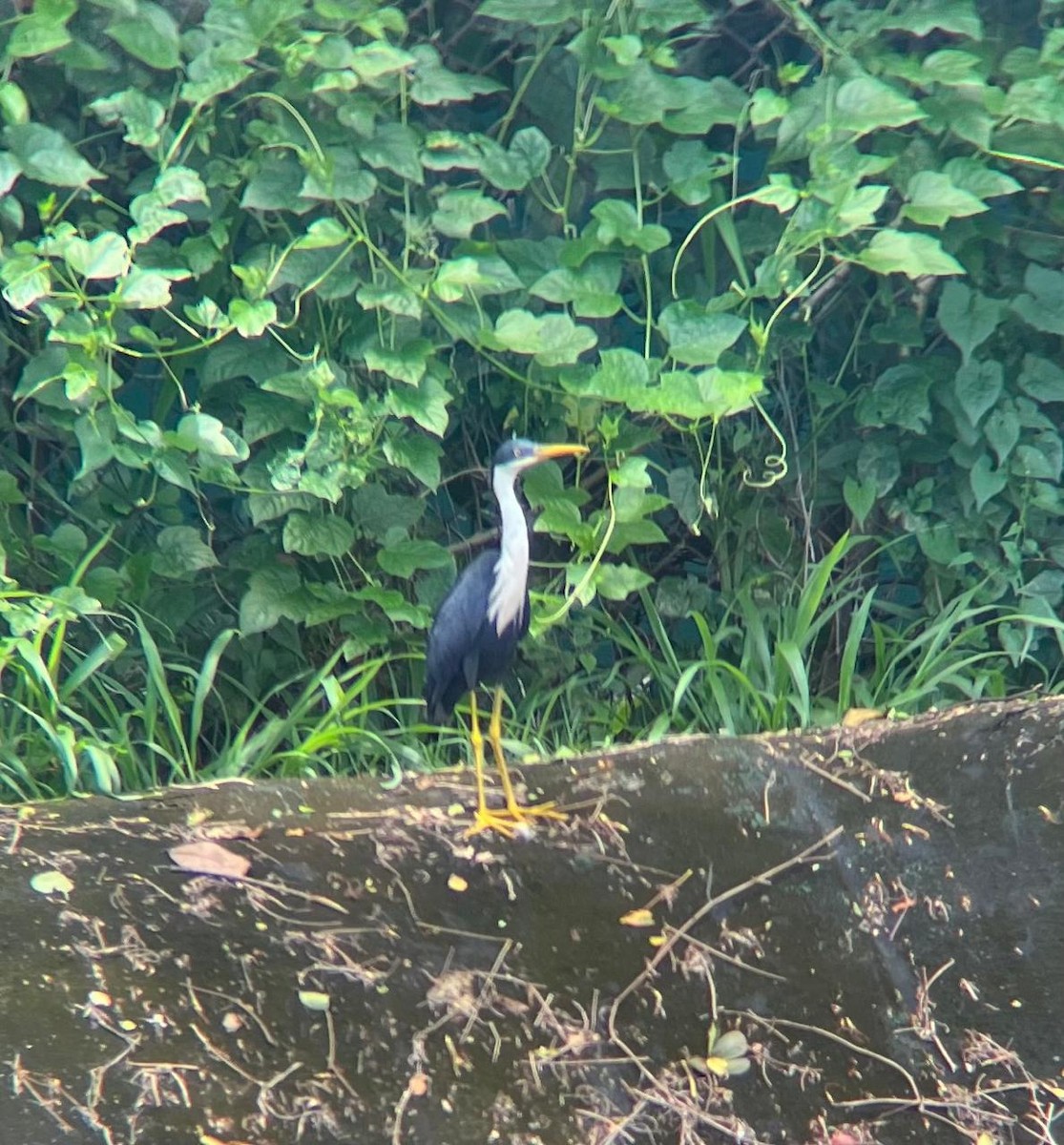 Pied Heron - ML618199756