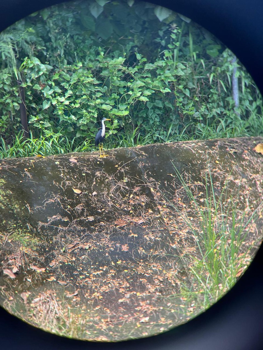 Pied Heron - ML618199768