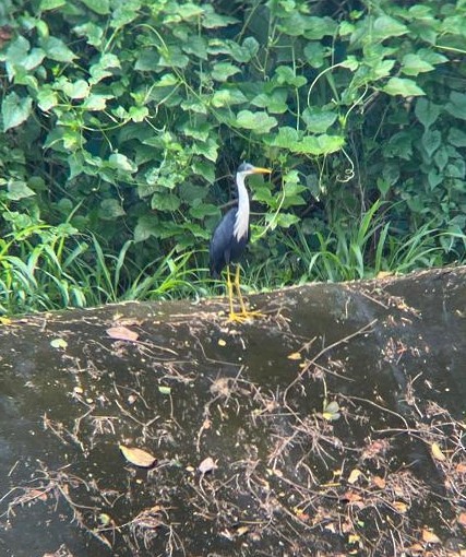 Pied Heron - ML618199769